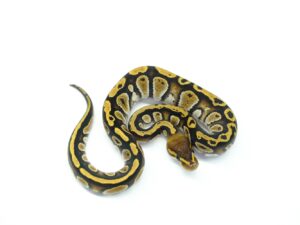 サイプレス66％ヘテロゴースト