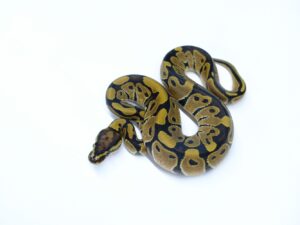 ダブルヘテロVPIアザン＆ゴースト