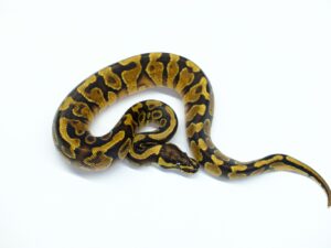 イエローベリー