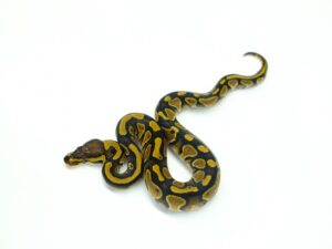 ウーキー66％ヘテロクラウン＆パイド