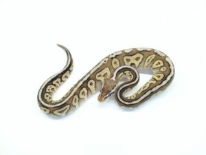 パステルヘテロレッドアザンYBorグラベル