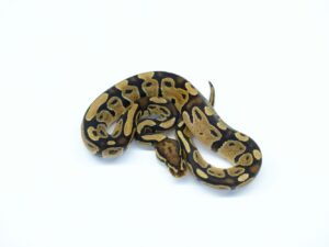 ファイアーヘテロVPIブラックアザン