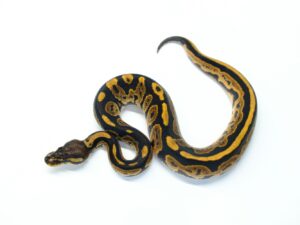 ブラックパステルオレンジドリーム