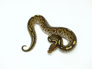 ブラックパステルスペシャル