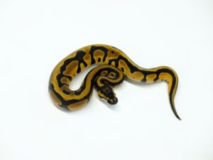 オレンジドリームレオパード