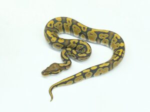 ゴーストヘテロウルトラメル66％ヘテロパイド