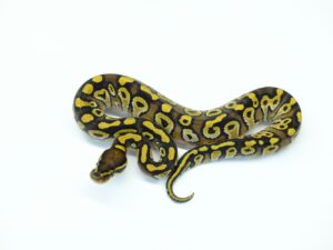 モハべダブルヘテロモンスーン＆クラウン