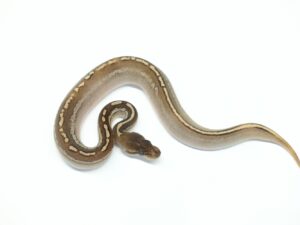 モハべサイプレス66％ヘテロゴースト