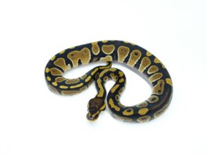 レイブンヘテロクラウン