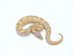 コーラルグローレオパード