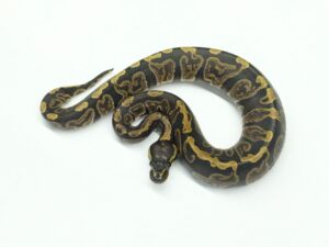 GHIヘテロアルビノ