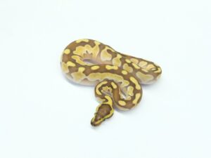 バターエンチスケールレスヘッド（WHS Line）