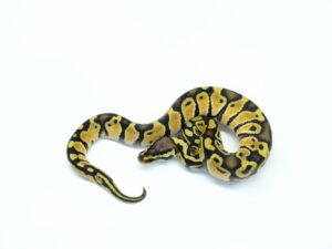 パステルダブルヘテロオレンジゴースト＆グリーンゴースト