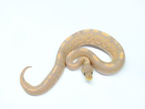 バナナシナモン“No,2”