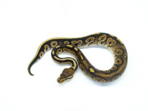 ブラックパステルレイブン