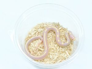 カリフォルニアキングスネーク（コースタルアルビノリバースドット）