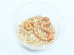 ブラックラットスネーク（アルビノ）