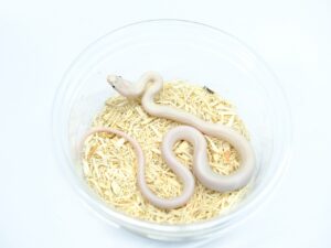 ブラックラットスネーク（リューシスティック）