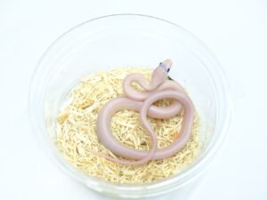 ブラックラットスネーク（リューシスティック）