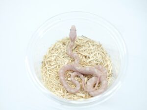 ブラックラットスネーク（ラベンダー）