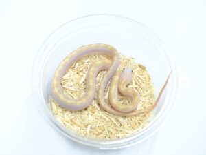 ブラックラットスネーク（ホワイトサイドラベンダー）