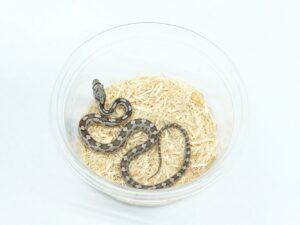 ガルフハンモックラットスネーク（アラチュア群産）