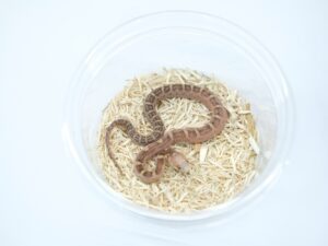 エバーグレーズラットスネーク（スケールレス）