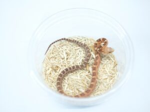 エバーグレーズラットスネーク（スケールレス）