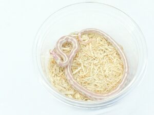 カリフォルニアキングスネーク（デザートアルビノアベラント）