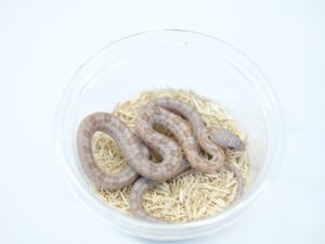 ベアードラットスネーク（ハイポ）