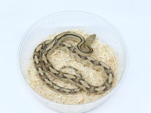 トランスペコスラットスネーク（ブラックギャップ）