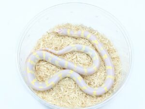 カリフォルニアキングスネーク（コースタルアルビノアベラント）