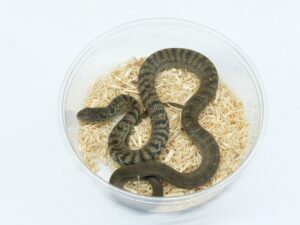 ユンナンシュウダ