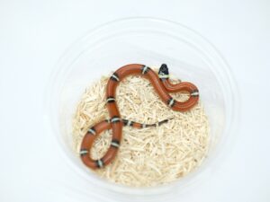 シナロアミルクスネーク（ヘテロバニッシング）