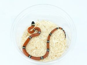 シナロアミルクスネーク（ポッシブルヘテロバニッシング）