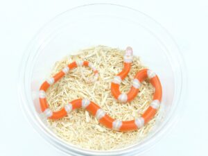 ネルソンミルクスネーク（T－アルビノ）