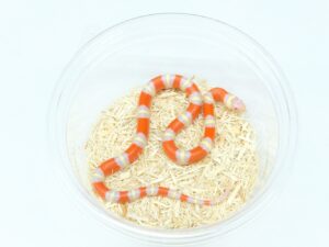 ネルソンミルクスネーク（T－アルビノ）