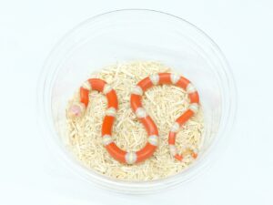 ネルソンミルクスネーク（T－アルビノ）