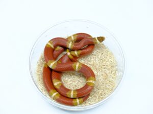 ネルソンミルクスネーク（T＋アルビノ）