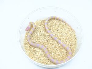 カリフォルニアキングスネーク（コースタルアルビノジャングル）