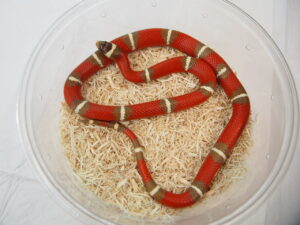 ネルソンミルクスネーク（T+アルビノ）