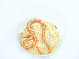 スプロッチミルクスネーク（T－アルビノ）