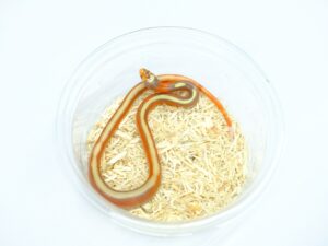 スプロッチミルクスネーク（T＋アルビノ）