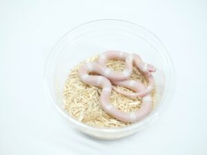 ホンジュランミルクスネーク（スノー）