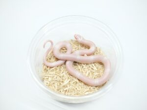 ホンジュランミルクスネーク（スノー）