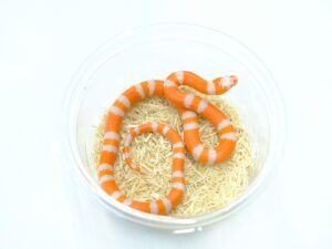 ホンジュランミルクスネーク（タンジェリンアルビノ）