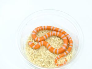 ホンジュランミルクスネーク（バイカラーアルビノアベラント）