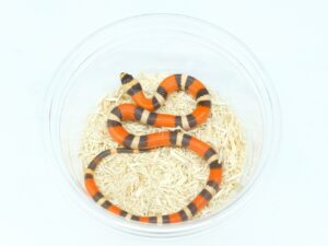 デザイナーズミルクスネーク（ハイポ）