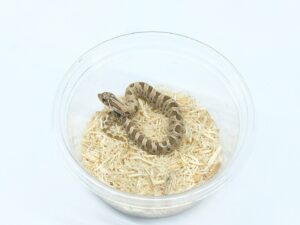 セイブシシバナヘビ（アナコンダ）