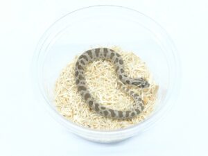 セイブシシバナヘビ（アナコンダ）